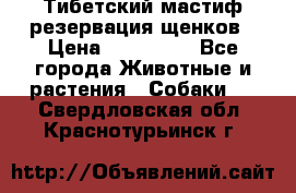 Тибетский мастиф резервация щенков › Цена ­ 100 000 - Все города Животные и растения » Собаки   . Свердловская обл.,Краснотурьинск г.